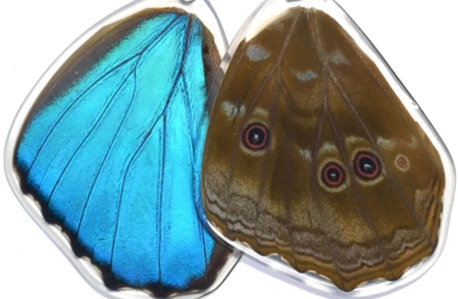 Butterfly Wing Earrings- Blue Morpho Menelaus