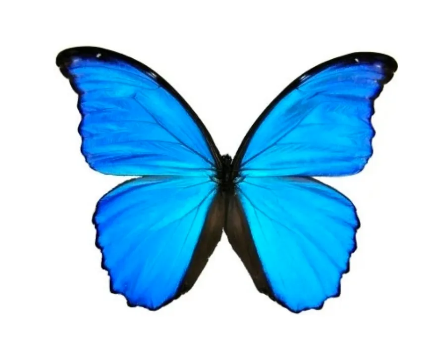 Butterfly Wing Earrings- Blue Morpho Menelaus