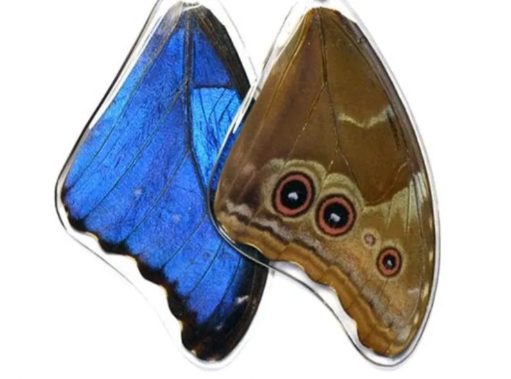 Butterfly Wing Earrings- Giant Blue Morpho