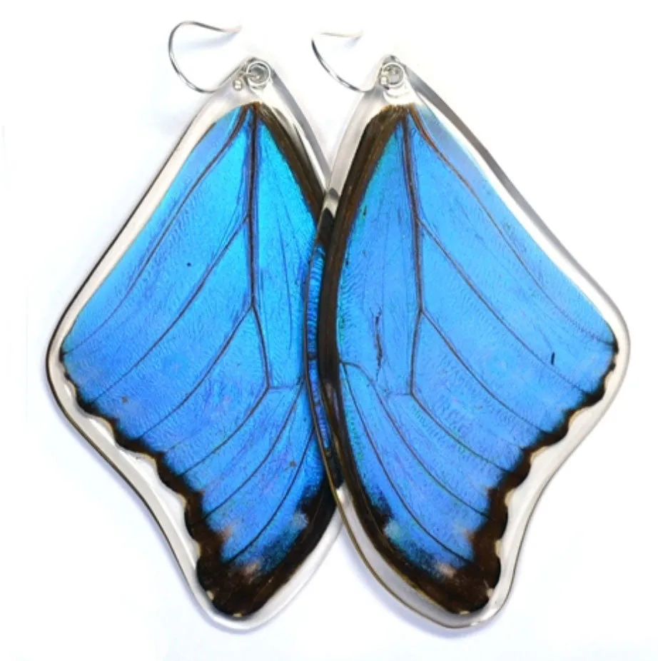 Butterfly Wing Earrings- Giant Blue Morpho