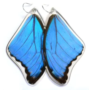 Butterfly Wing Earrings- Giant Blue Morpho