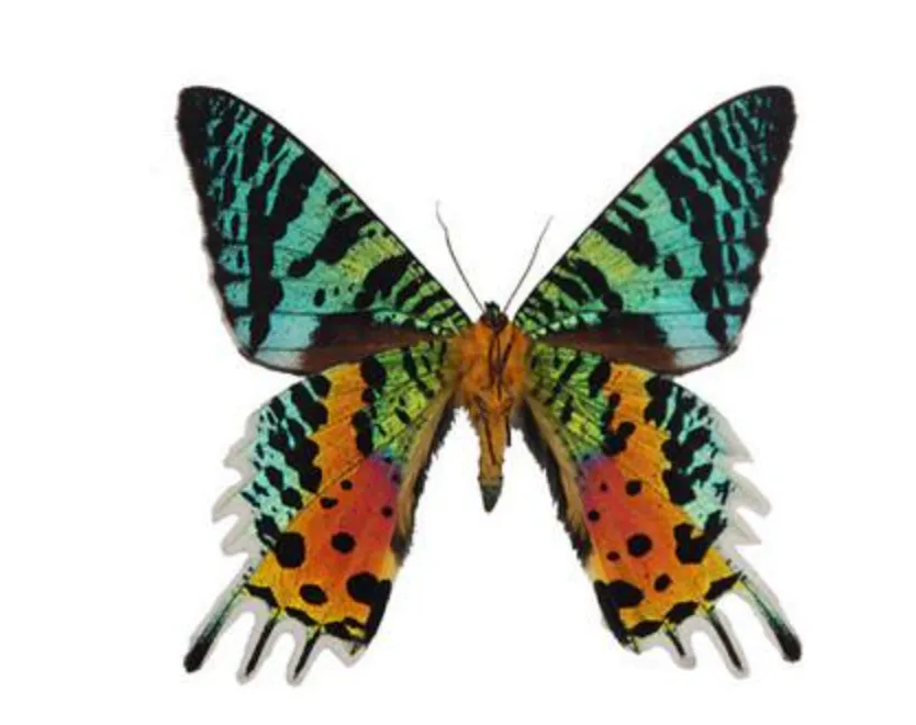 Butterfly Wing Earrings- Sunset Moth Bottom Wing