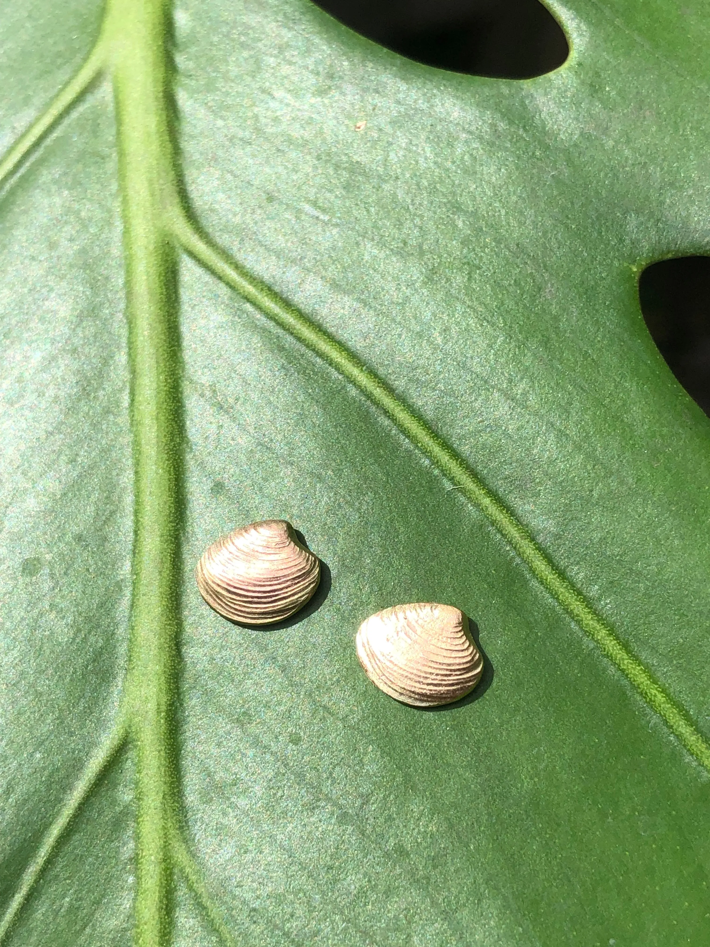 Lucina shell earrings
