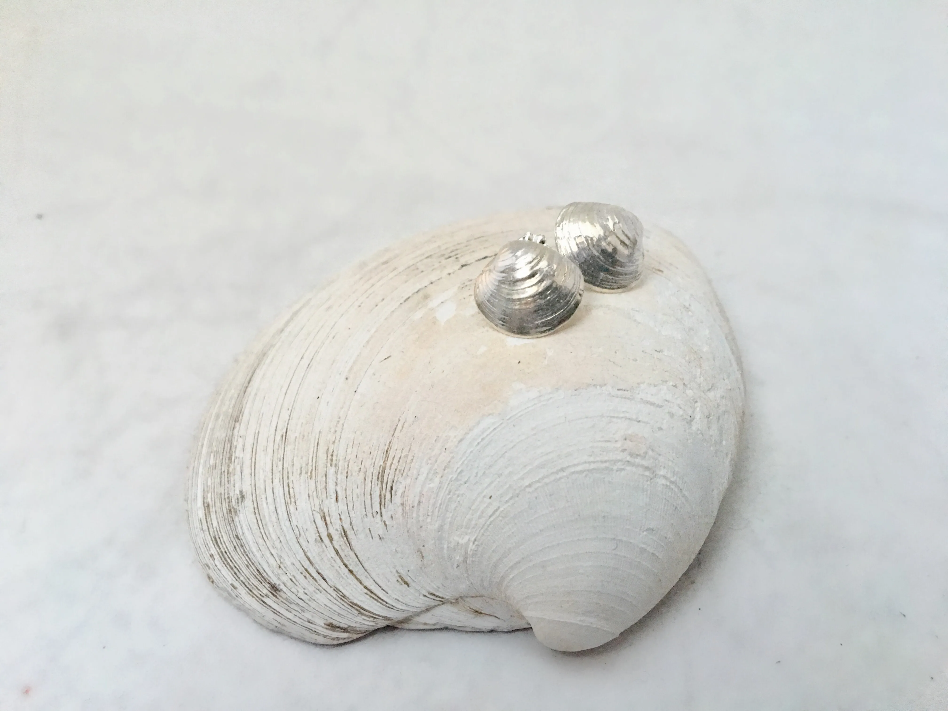 Tiny Clam Stud Earrings